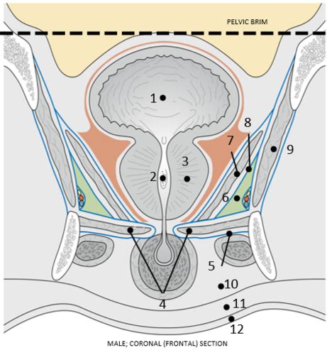 Pac Hsf Urogenital Triangle Flashcards Quizlet