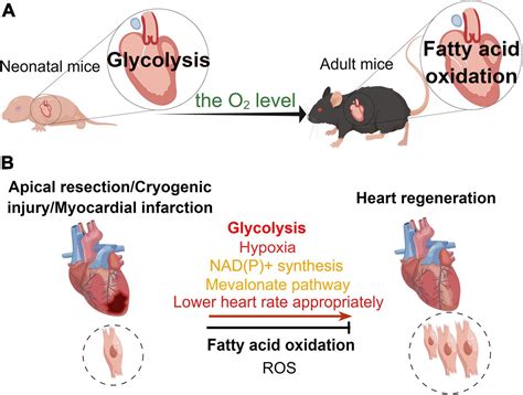 Frontiers Metabolic Regulation Of Cardiac Regeneration