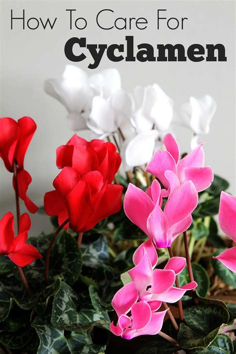 Cyclamen Care: How To Grow Indoor Cyclamen | Cyclamen care, Winter
