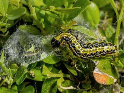 Tree Caterpillar Box Hedge Disease Luanetg