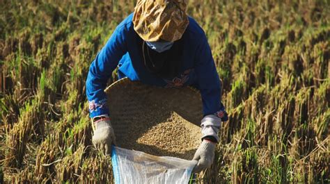 Waduh Petani Di Lahat Sumsel Keluhkan Pupuk Subsidi Langka