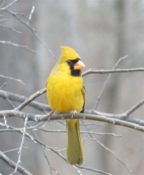 Rare Yellow Cardinal – Literary Fictions