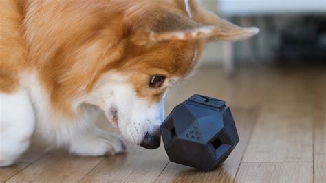 6 New Puzzle Toys for Dogs—Reviewed by Dogs! | The Dog People by Rover.com