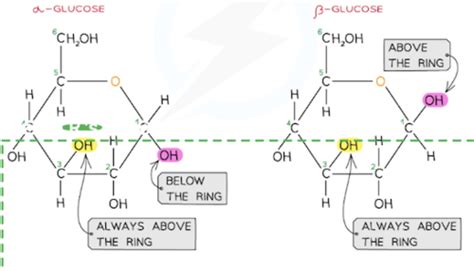 Biological Molecules Flashcards Quizlet