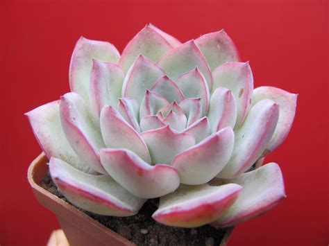 Товары — Страница 18 из 1697 — Cactus-shop