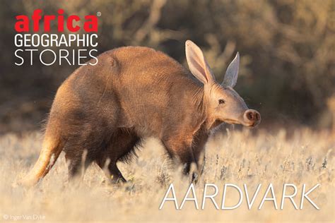 Aardvark Africa Geographic