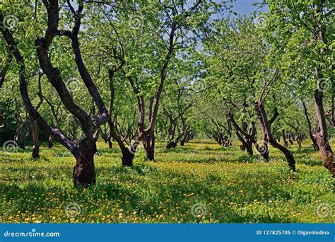 Beautiful Old Apple Orchard With Blooming Dandelions Stock Image