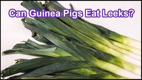 Can Guinea Pigs Eat Leeks YouTube