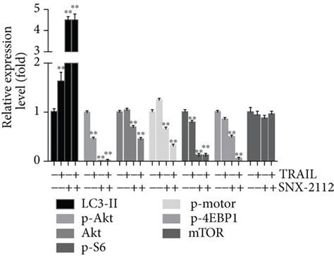 DR5 Expression Is Regulated By SNX 2112 Induced Autophagy A B HeLa