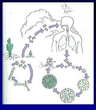 Fungal Infections Parasitic Infections Torch Pathogens Prions