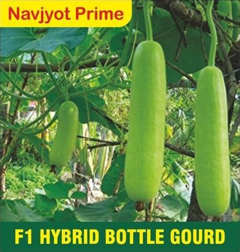 Navjyot Prime F1 Hybrid Bottle Gourd Seed At 60 00 Inr At Best Price In Hyderabad Rise Agri