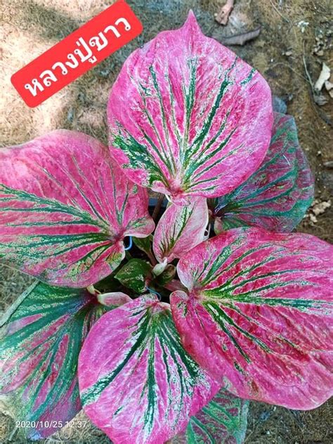 Hershey Chuck Caladiums G Bi Plant Singonium