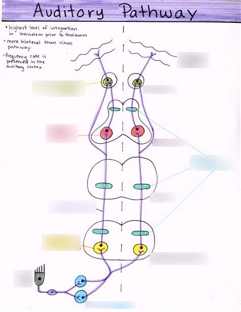 Auditory Pathway Diagram Quizlet