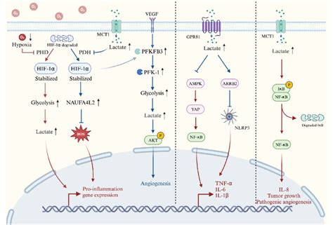 Lactate Signalling Pathways In The Inflammatory Response The