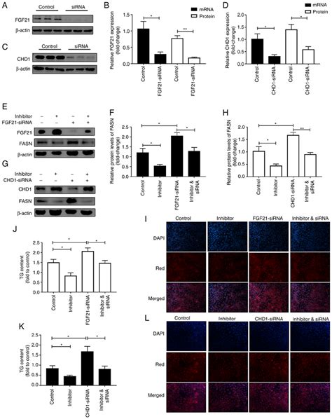 Mir P Negatively Regulates Fgf Chd To Promote Lipogenesis A