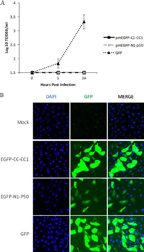 Effect Of Disrupting The Intracellular Dynactin Arrangement On FMDV