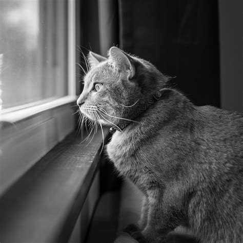 joplin craigslist pets 7