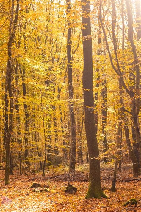 Beech Forest In Autumn With Its Pretty Golden Colors Stock Photo