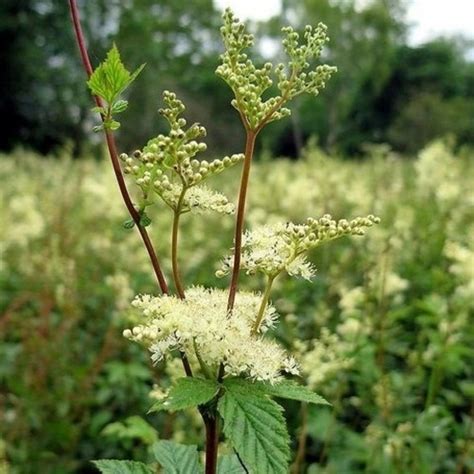 Filipendula Ulmaria Wi Z Wka B Otna Ro Liny Od Ogrodnika