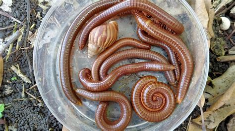 Hunting Millipede Wow Found Lots Of Legs And Snails In The Bushes