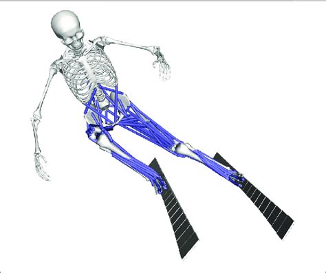 Three Dimensional Musculoskeletal Model Of The Skier With Two Skis