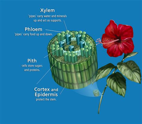 Plants Science Exam Review 6th Grade