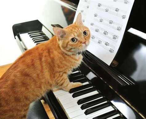 90 Best Music Inspired Cat Names - For Your Best Friend Kitten