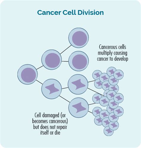 What Is Lymphoma Lymphoma Australia