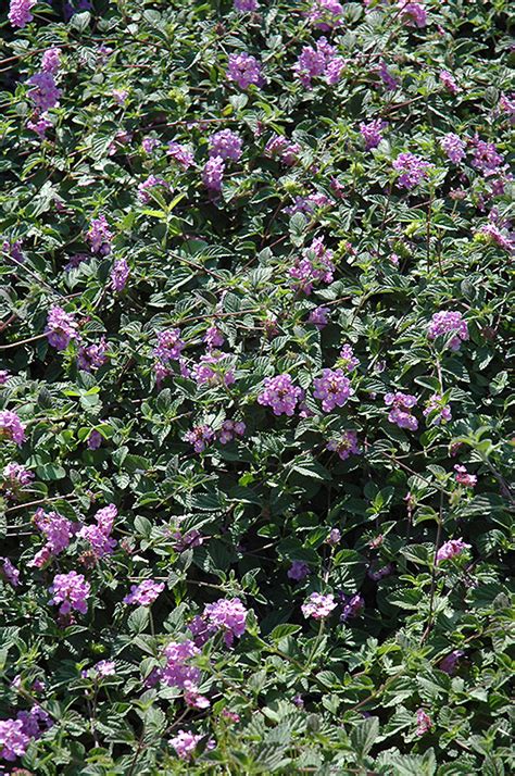 Purple Trailing Lantana Lantana Montevidensis In Oklahoma City Edmond