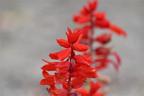 Free Picture Flower Garden Focus Petals Reddish Vegetation Petal