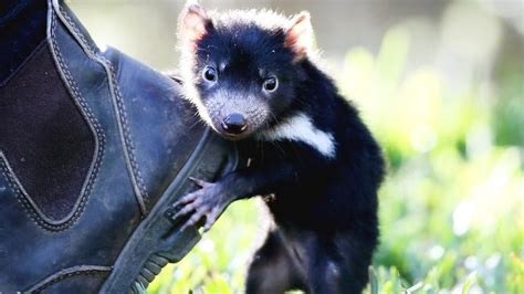 Tasmanian devil breeding program ‘Devil Ark’ welcomes 200th baby devil | Daily Telegraph