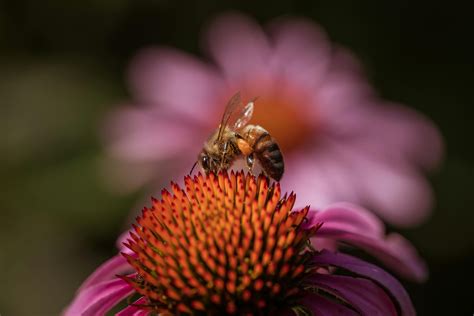 Echinacea Photos, Download The BEST Free Echinacea Stock Photos & HD Images