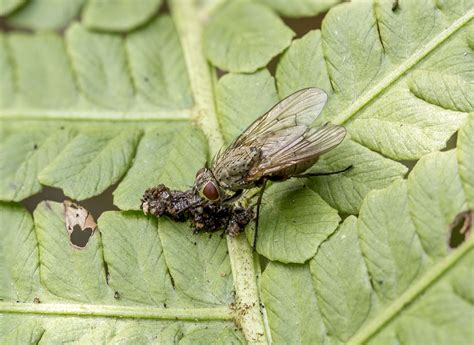 Diptera.info - Discussion Forum: Diptera