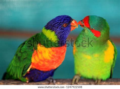 Male Rainbow Lorikeet Feeding Female Partner Stock Photo 1247922508 ...