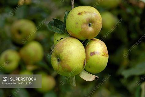 Apples Reinette Blanche Du Canada On The Tree Alsace Superstock