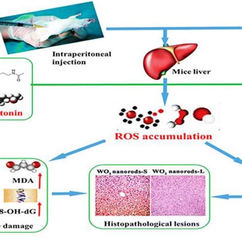 Potential mechanism of hepatotoxicity in mice induced by WO3 nanorods ...