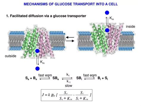 PPT - 1. Facilitated diffusion via a glucose transporter PowerPoint Presentation - ID:6750480