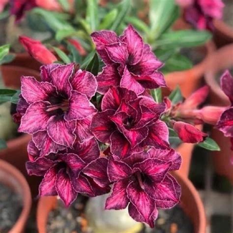 Promo Adenium Obesum Kamboja Jepang Kemboja Tanaman Hias Adenium Bunga