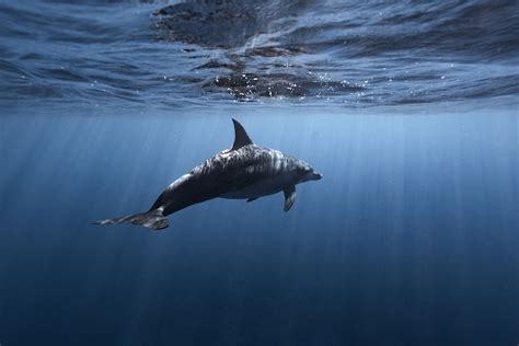 How Fast Can A Dolphin Swim Unlocking The Mysteries Of Dolphin Speed