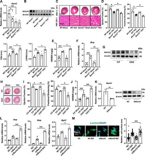 Frontiers Protections Of Transcription Factor Bach And Natural