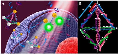 Ijms Free Full Text Dna Nanotechnology For Cancer Diagnosis And Therapy