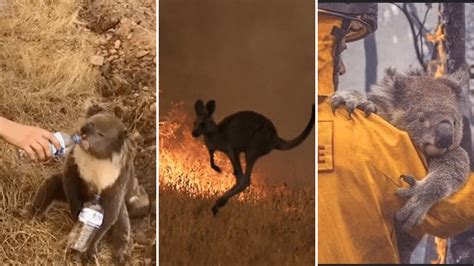 ‘Heartbreaking’: 480,000,000 Animals Feared Dead in Aussie Fires