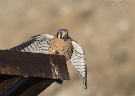 American Kestrel Landing With A Grasshopper Mia Mcpherson S On The