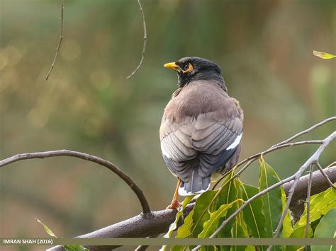 Myna Bird Range