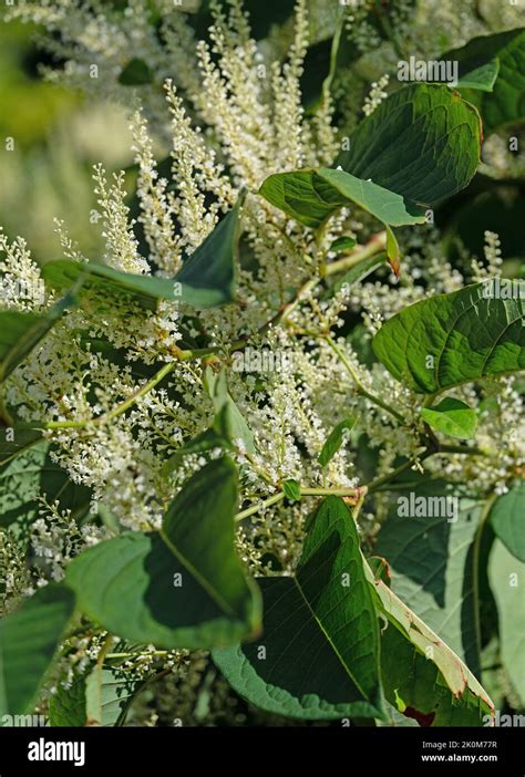 Flowering Japanese Knotweed Fallopia Japonica Stock Photo Alamy