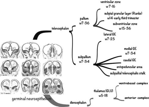 Subependymal Germinal Matrix