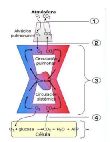 Unidad 5 Sistema Respiratorio Flashcards Quizlet