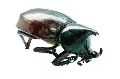 Rhinoceros Beetle Closeup Macro Shell Horned Png Transparent Image