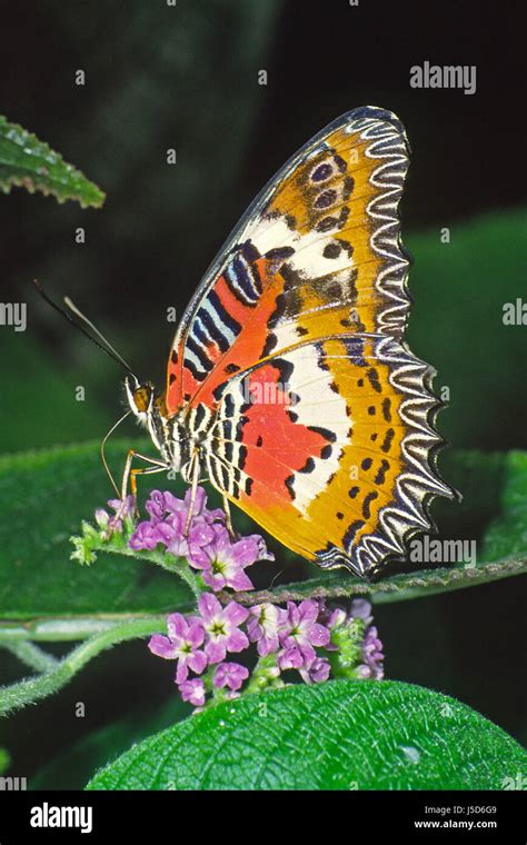 Butterfly Butterflies Cethosia Biblis Spitzenflgel Butterflie