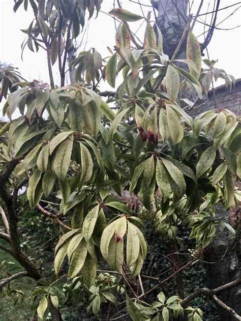 Identify Problem With Pieris Droopy Mottled Leaves Red Black Spots